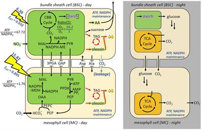 Elucidation of Triacylglycerol Overproduction in the C4 Bioenergy Crop Sorghum bicolor by Constraint-Based Analysis